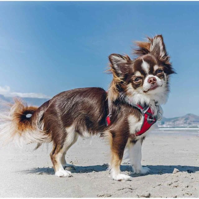 Red Dingo Red Padded Dog Harness